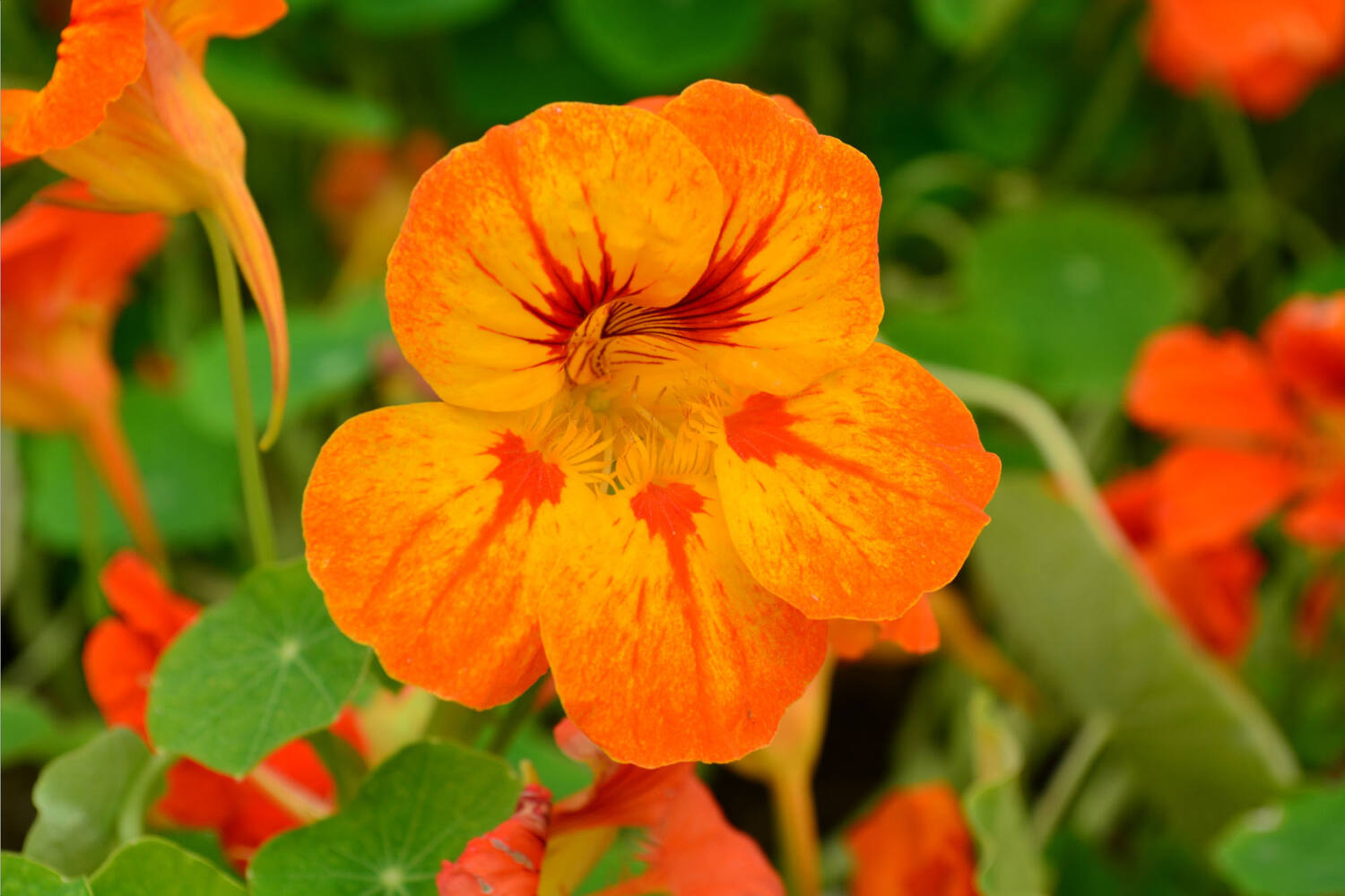 Eetbare bloem Capucijnerbloem 20st. stuk 3